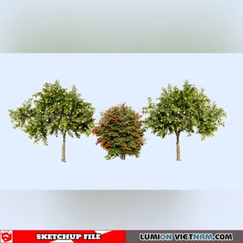261008 Fruit Tree 11 Sketchup Model