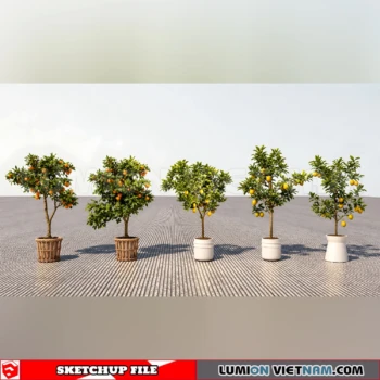 261008 Fruit Tree 18 Sketchup Model