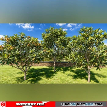 261008 Fruit Tree 19 Sketchup Model