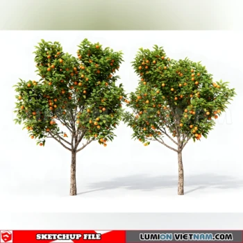 261008 Fruit Tree 20 Sketchup Model