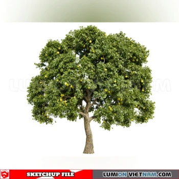 261008 Fruit Tree 23 Sketchup Model