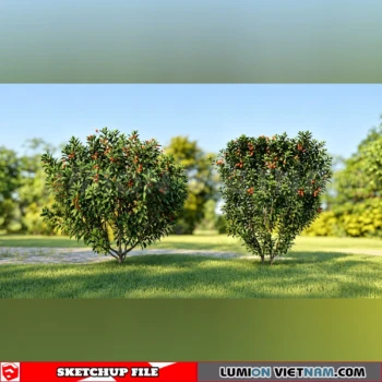 261008 Fruit Tree 24 Sketchup Model