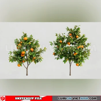 261008 Fruit Tree 27 Sketchup Model
