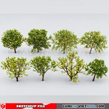261008 Fruit Tree 28 Sketchup Model