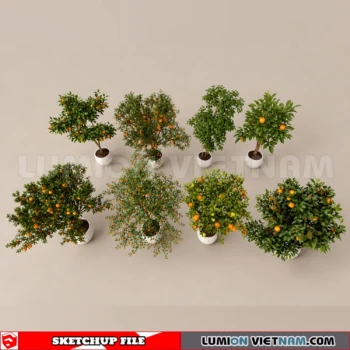 261008 Fruit Tree 29 Sketchup Model