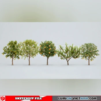 261008 Fruit Tree 3 Sketchup Model