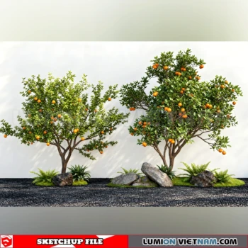 261008 Fruit Tree 31 Sketchup Model