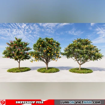 261008 Fruit Tree 32 Sketchup Model