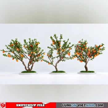 261008 Fruit Tree 35 Sketchup Model