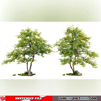 261008 Fruit Tree 39 Sketchup Model