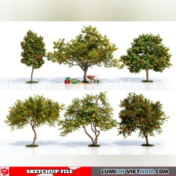 261008 Fruit Tree 4 Sketchup Model
