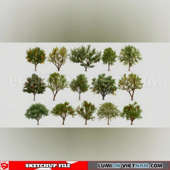 261008 Fruit Tree 46 Sketchup Model