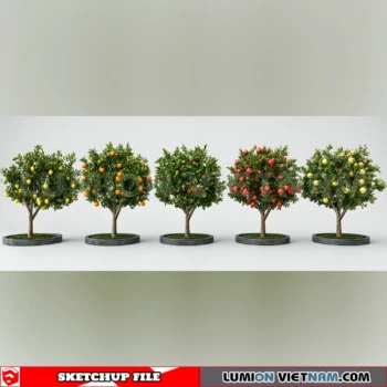 261008 Fruit Tree 49 Sketchup Model