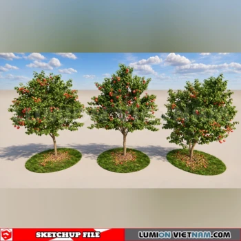 261008 Fruit Tree 6 Sketchup Model