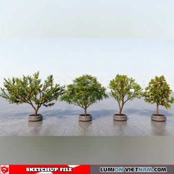 261008 Fruit Tree 8 Sketchup Model